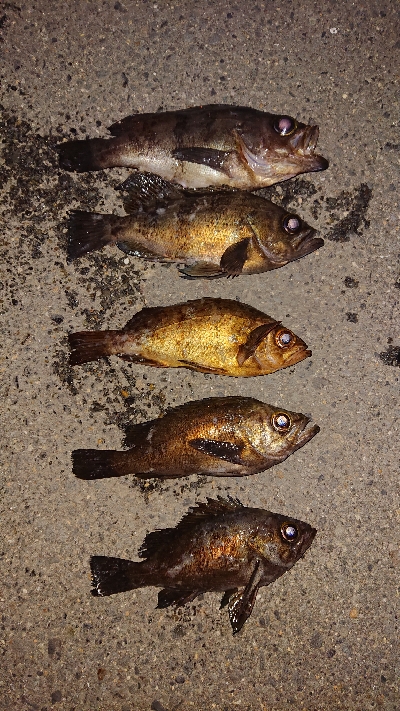 今日はメバル。