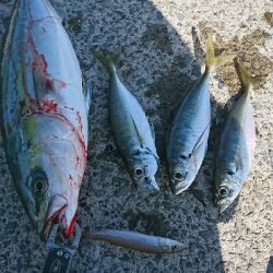 デイ尺アジ&ブリ