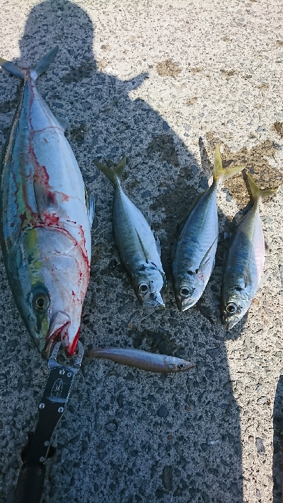 デイ尺アジ&ブリ