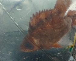 津久見の間元にてまさかの