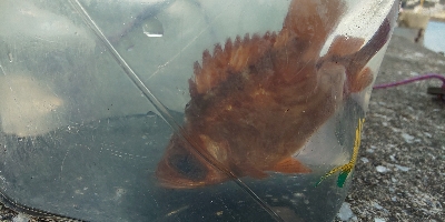 津久見の間元にてまさかの