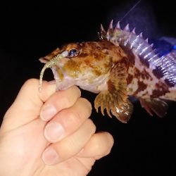 淡路メバリング