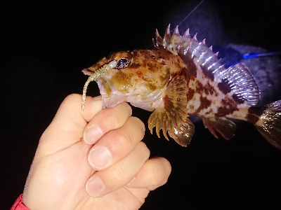 淡路ﾒﾊﾞﾘﾝｸﾞ