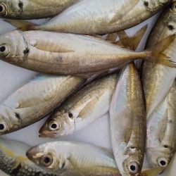 サビキでサクっと