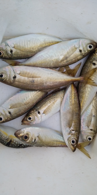 サビキでサクっと