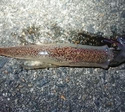 夕方からのヤリイカエギング