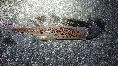 夕方からのヤリイカエギング