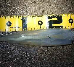 朝マズメ、ヤリイカ狙い