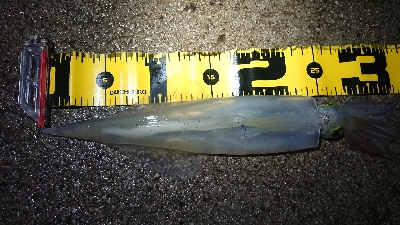 朝マズメ、ヤリイカ狙い