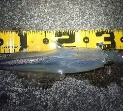 仕事終わりヤリイカ狙い