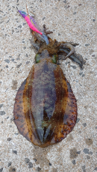 半日だけエキング