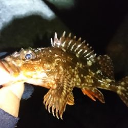 癒しのガッシー