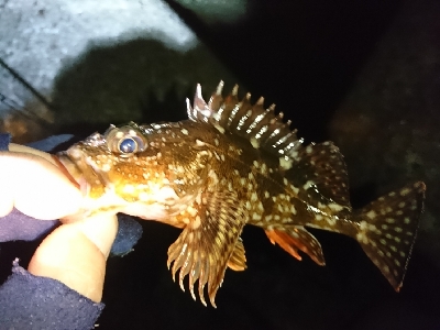 癒しのガッシー