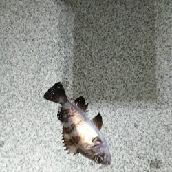 チビッ子メバル