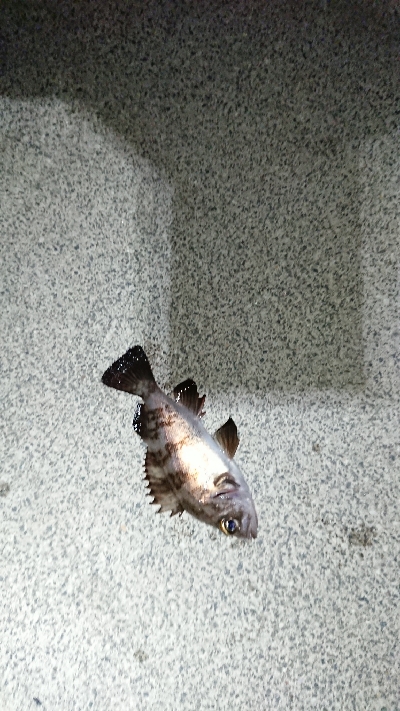 チビッ子メバル