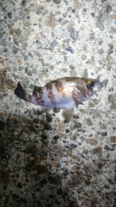 シャローエリアにて