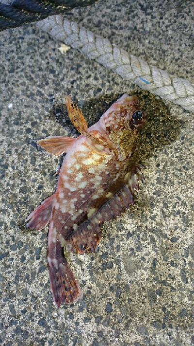 五目達成ならず。アジ、メバル、あらかぶ、アオリイカ