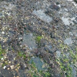 朝マズメにナブラ発生!3投目に青物ヒット❗