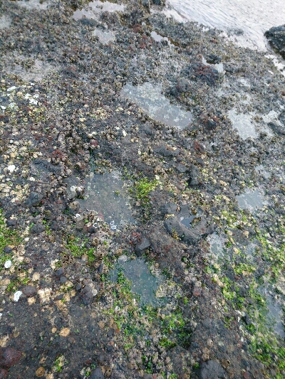 朝マズメにナブラ発生！3投目に青物ヒット❗