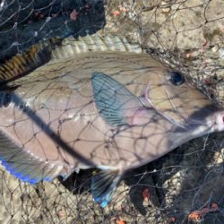 四万十市 沖磯 フカセ釣り