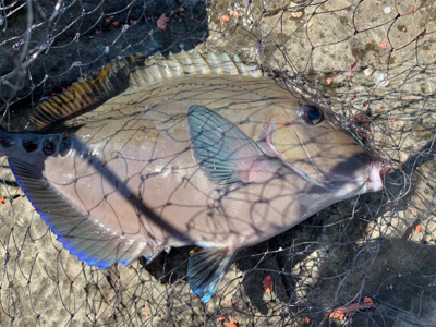 四万十市 沖磯 フカセ釣り