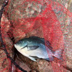 寒グレ&寒チヌ   フカセ釣り