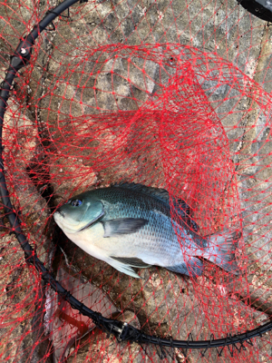 寒グレ&寒チヌ   フカセ釣り