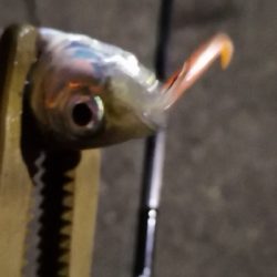 アジング練習 104