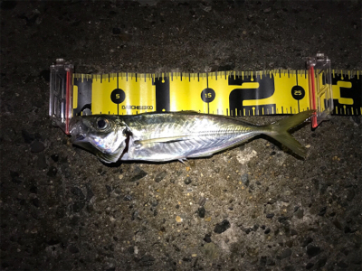 今年最初の釣果