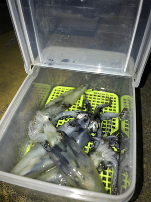 まだ、ヒイカ釣れますね(^^)