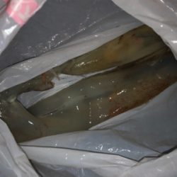 渋い中、ヤリイカ2杯