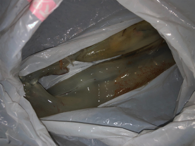 渋い中、ヤリイカ2杯