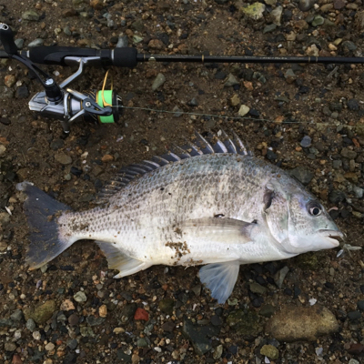 淀川ブリームゲーム 2020初釣果