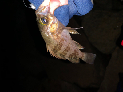 ポツポツ　ポロリ