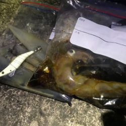 ヤリイカシーズン到来！！