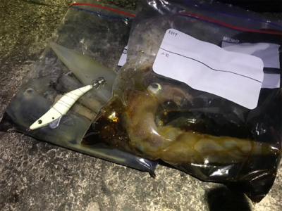 ヤリイカシーズン到来！！