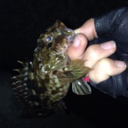 初ポイントでガシラ爆釣！