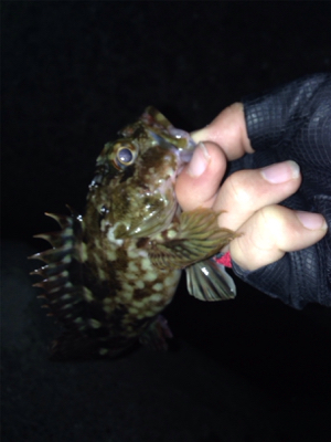 初ポイントでガシラ爆釣！