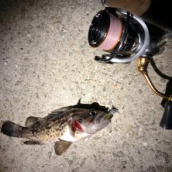 メバルを求めて