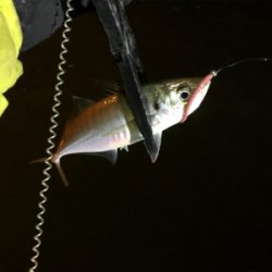 ボートアジング.メバリング /タツ建丸