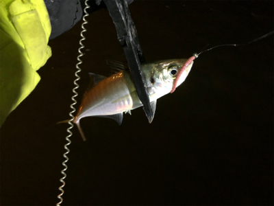 ボートアジング.メバリング /タツ建丸