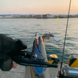 節分タチウオ ‼︎