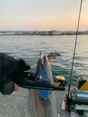 節分タチウオ ‼︎