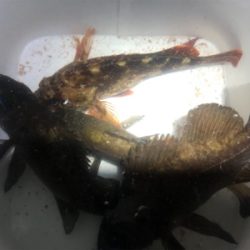 久々のメバリング