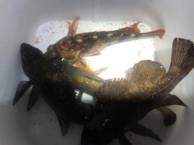 久々のメバリング