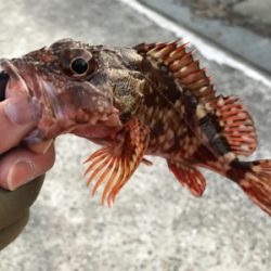 2020ライトゲーム第5戦