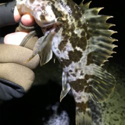 メバルはまだダメ？