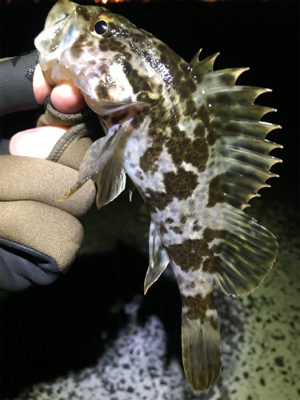 メバルはまだダメ？