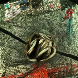 氷上わかさぎ初戦