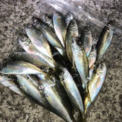 1年ぶりの淡路アジング☆GUNNING-STYLE